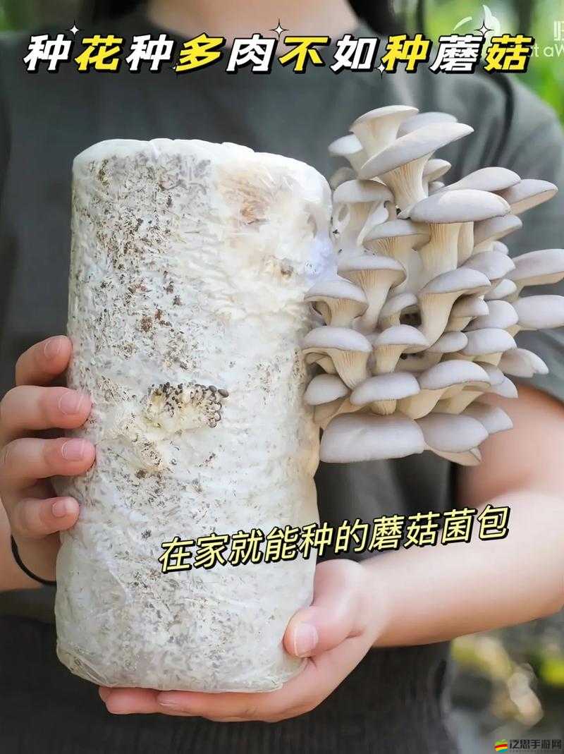 如何在迷你世界中高效種植蘑菇？資源管理細節你真的都注意到了嗎？