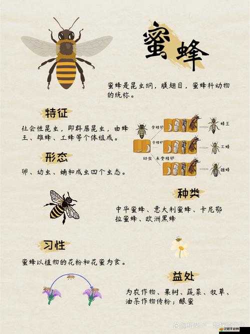 蜂后究竟該如何擊敗？關鍵細節你掌握了多少？