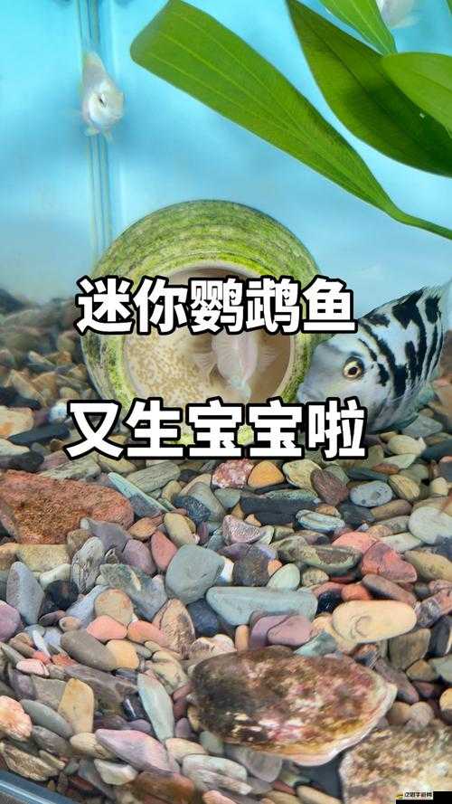 魚究竟如何繁殖？揭秘迷你世界魚類繁殖妙招，未來玩法將如何革新？