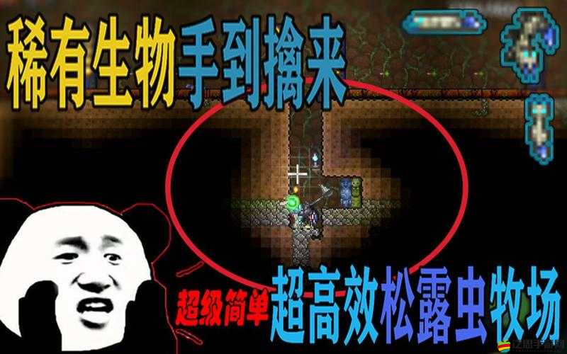 泰拉瑞亞玩家必看，如何高效捕捉松露蟲？秘籍技巧大揭秘！