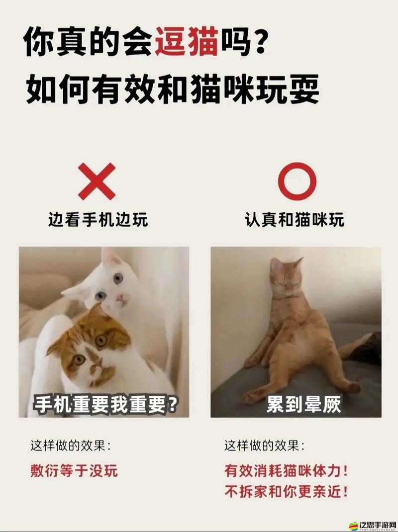 喵了個(gè)喵游戲演變史揭秘，究竟在哪里玩？又該如何玩轉(zhuǎn)它？