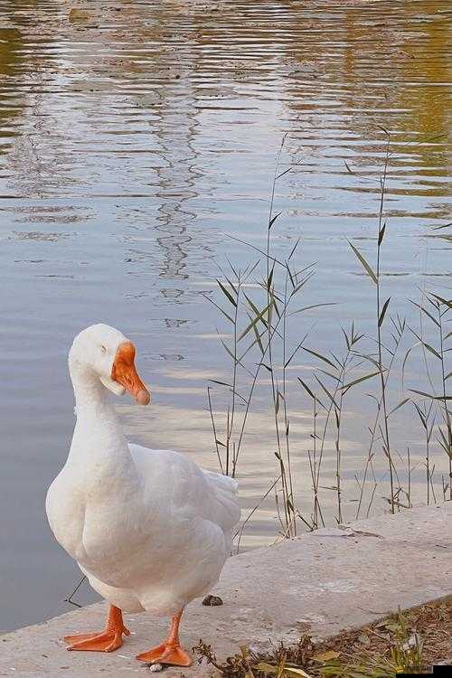 桌面大鵝如何下載？手機版體驗究竟如何，全面解析來了嗎？