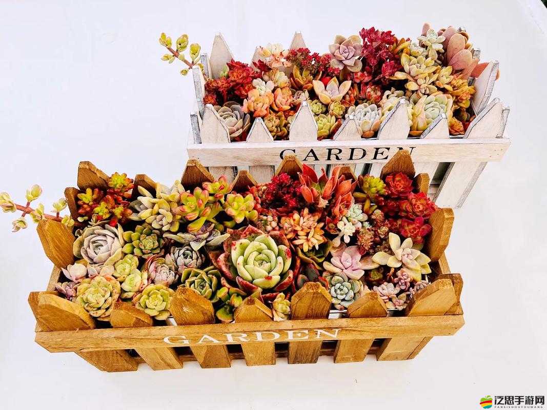 多肉模擬器究竟怎么玩？揭秘探索虛擬園藝的無限樂趣與奧秘