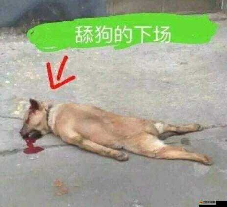 舔狗測試題究竟在哪里玩？揭秘舔狗型人格測試游戲入口及其對資源管理的意義