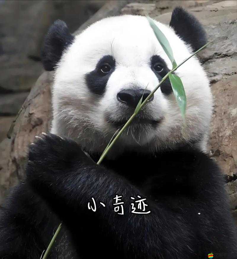 天劍奇遇記中，靈寶熊貓賤客究竟會(huì)開啟怎樣不凡的冒險(xiǎn)之旅？