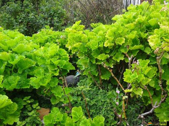 紙境第三關場景一，冰河冒險之旅如何順利通關？圖文攻略揭秘！