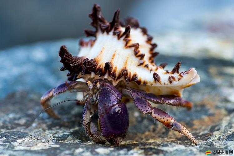 獵神OL玩家必看，海螺寄居蟹快速擊殺技巧及其演變史揭秘？