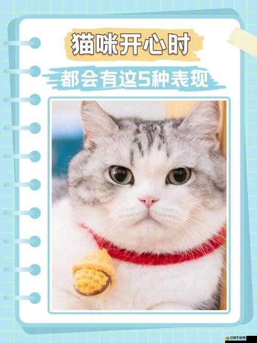 要塞喵星人究竟有多好玩？全面解析要塞喵星人獨特玩法！