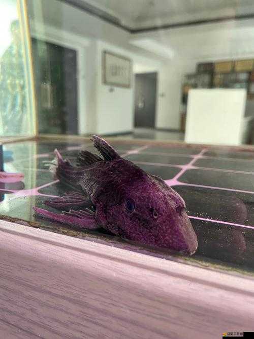 怪物清道夫究竟有多好玩？全面解析怪物清道夫玩法特色