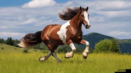 頂級跑馬牧場馬的訓練秘訣是什么？三種方式新手必須了解！