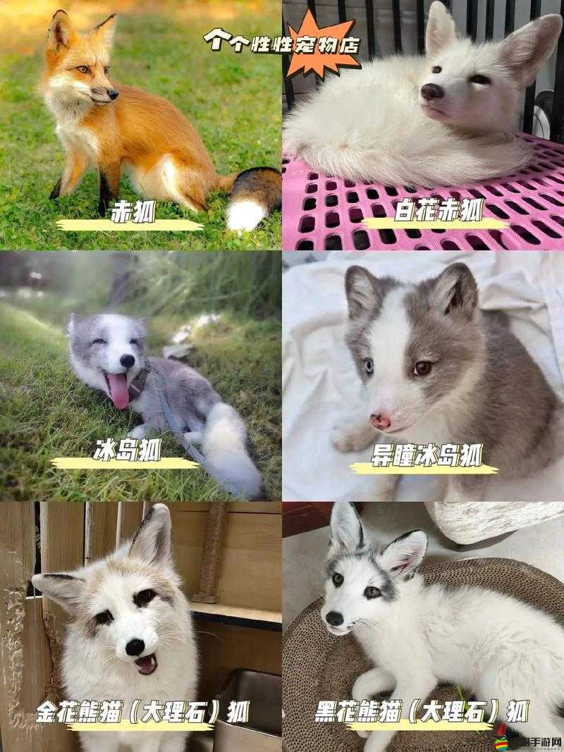 極品狐仙究竟有多好玩？全面解析其獨(dú)特玩法與魅力！