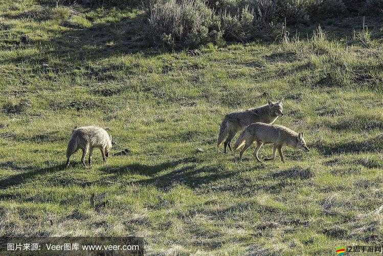 灰狼獵食究竟有何魅力？探索其玩法簡(jiǎn)介的演變歷史之謎