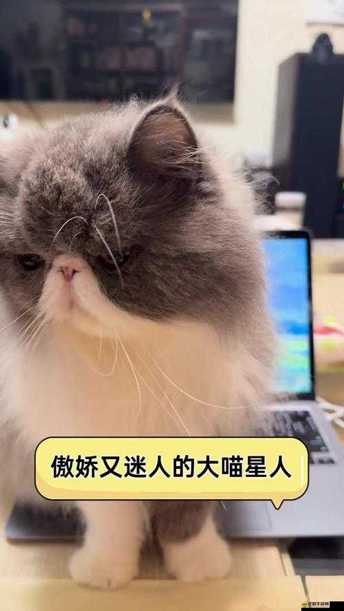 萌妹子為何鐘愛傲嬌喵星人？饑餓星球閃電藍(lán)貓如何成資源管理關(guān)鍵？