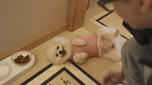 寵物真的能聽懂寂寞？揭秘空欲晚寵物養成計劃攻略懸念