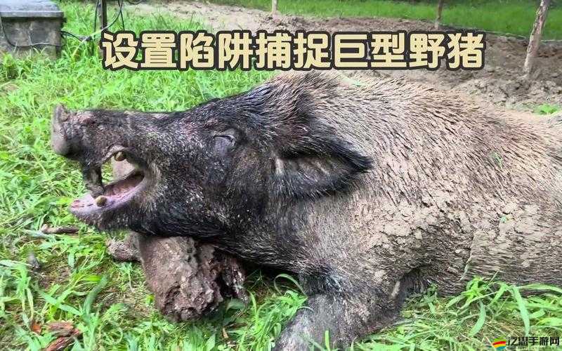 如何正確捕捉動物？揭秘陷阱使用的全攻略與懸念技巧