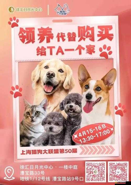 寵物大聯(lián)盟新手初期如何高效參與活動(dòng)？這些攻略你不可不知！