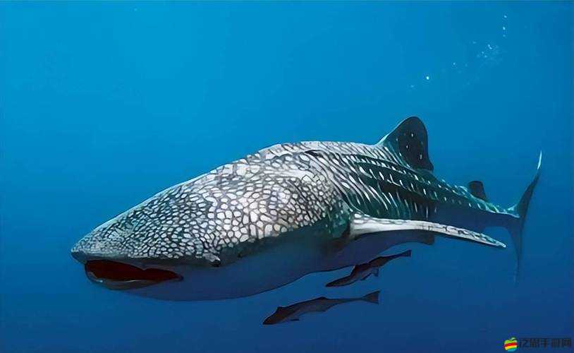 刀塔傳奇新資料片謎團(tuán)重重，鯨魚(yú)西游究竟隱藏了哪些地名奧秘？