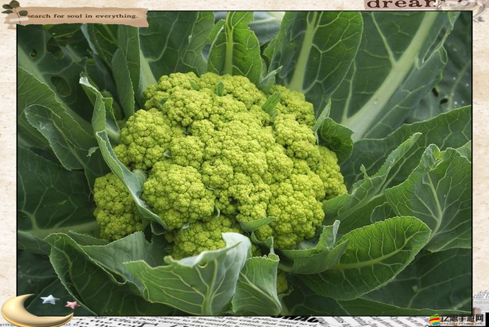 燃燒的蔬菜3中椰菜花花究竟有何變化？揭秘椰菜花花圖鑒的演變史