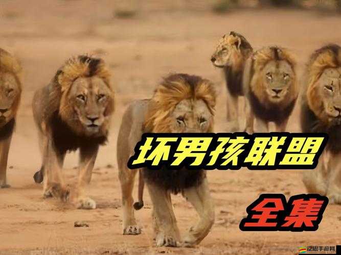 裝甲聯(lián)盟獅子成員究竟如何？策略與資源管理深度解析揭秘！