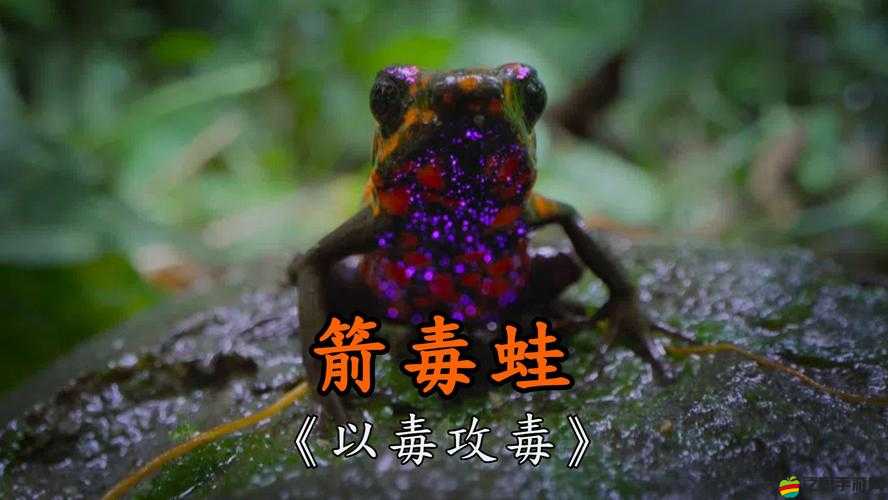 亂斗精靈深度解析，毒箭蛙如何成為制勝關鍵，攻略揭秘？