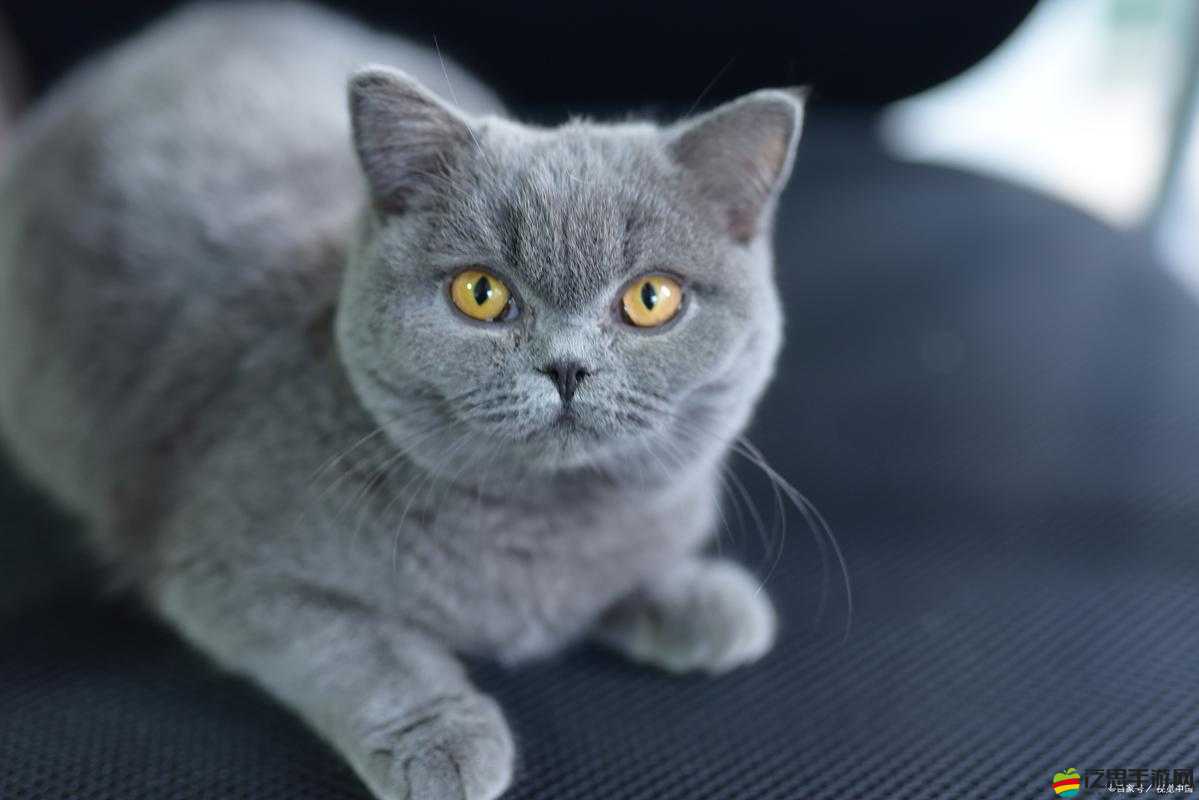 Best Fiends萊破侖寵物究竟值不值得入手？深度解析帶你揭秘！