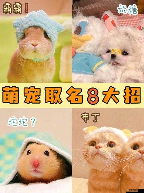 哪款魔王日記五星萌寵最適合你？揭秘資源管理的重要性與策略！