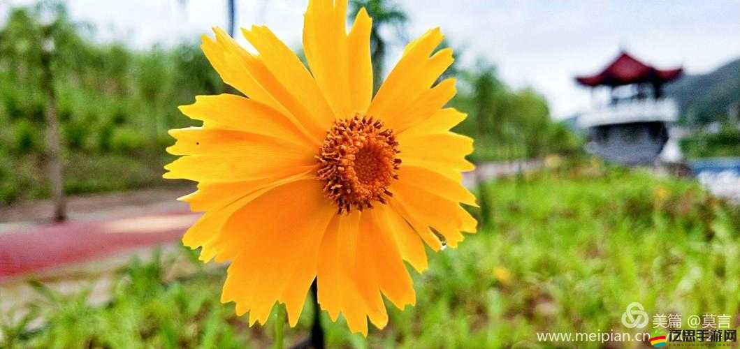 亂舞之刃小百科揭秘，花魅的神秘力量與未知能力究竟何在？