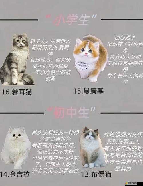 喵將傳職業技能究竟如何？深度解析帶你揭開神秘面紗