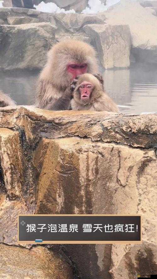 猴子也瘋狂！第二大關圖文攻略（7），如何智取水果，開啟奇妙之旅？