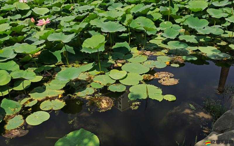 絕了！人工湖+白色花樹林布局法，5分鐘解鎖暴富秘籍